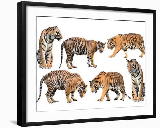 Bengal Tiger Isolated Collection-Anan Kaewkhammul-Framed Photographic Print