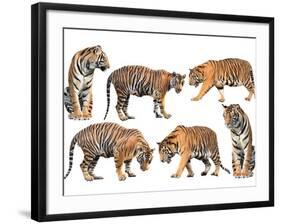 Bengal Tiger Isolated Collection-Anan Kaewkhammul-Framed Photographic Print