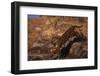 Bengal Tiger Jumping from Boulder-DLILLC-Framed Photographic Print