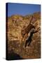 Bengal Tiger Jumping from Rock-DLILLC-Stretched Canvas