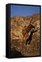 Bengal Tiger Jumping from Rock-DLILLC-Framed Stretched Canvas