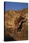 Bengal Tiger Jumping from Rock-DLILLC-Stretched Canvas