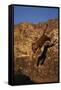 Bengal Tiger Jumping from Rock-DLILLC-Framed Stretched Canvas