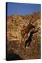 Bengal Tiger Jumping from Rock-DLILLC-Stretched Canvas