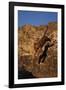 Bengal Tiger Jumping from Rock-DLILLC-Framed Photographic Print