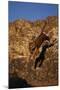 Bengal Tiger Jumping from Rock-DLILLC-Mounted Photographic Print