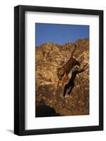 Bengal Tiger Jumping from Rock-DLILLC-Framed Photographic Print