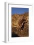 Bengal Tiger Jumping from Rock-DLILLC-Framed Photographic Print