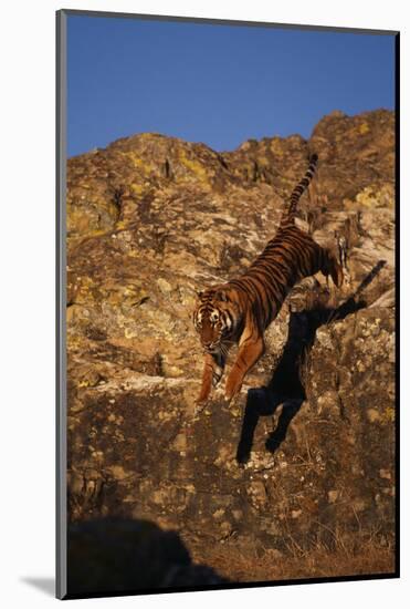 Bengal Tiger Jumping from Rock-DLILLC-Mounted Photographic Print