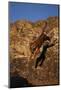 Bengal Tiger Jumping from Rock-DLILLC-Mounted Photographic Print