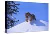 Bengal Tiger Jumping from Snowdrift-DLILLC-Stretched Canvas