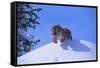 Bengal Tiger Jumping from Snowdrift-DLILLC-Framed Stretched Canvas