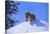 Bengal Tiger Jumping from Snowdrift-DLILLC-Stretched Canvas