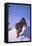 Bengal Tiger Jumping from Snowdrift-DLILLC-Framed Stretched Canvas