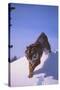 Bengal Tiger Jumping from Snowdrift-DLILLC-Stretched Canvas