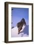 Bengal Tiger Jumping from Snowdrift-DLILLC-Framed Photographic Print