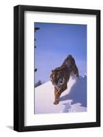 Bengal Tiger Jumping from Snowdrift-DLILLC-Framed Photographic Print