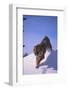 Bengal Tiger Jumping from Snowdrift-DLILLC-Framed Photographic Print