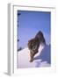 Bengal Tiger Jumping from Snowdrift-DLILLC-Framed Photographic Print