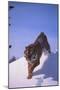 Bengal Tiger Jumping from Snowdrift-DLILLC-Mounted Photographic Print