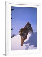 Bengal Tiger Jumping from Snowdrift-DLILLC-Framed Photographic Print