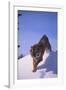 Bengal Tiger Jumping from Snowdrift-DLILLC-Framed Photographic Print