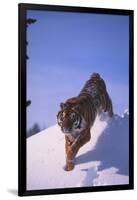 Bengal Tiger Jumping from Snowdrift-DLILLC-Framed Photographic Print