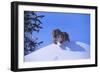 Bengal Tiger Jumping from Snowdrift-DLILLC-Framed Photographic Print