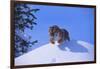 Bengal Tiger Jumping from Snowdrift-DLILLC-Framed Photographic Print