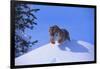 Bengal Tiger Jumping from Snowdrift-DLILLC-Framed Photographic Print