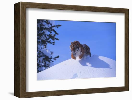 Bengal Tiger Jumping from Snowdrift-DLILLC-Framed Photographic Print