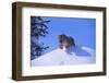 Bengal Tiger Jumping from Snowdrift-DLILLC-Framed Photographic Print