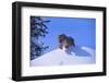 Bengal Tiger Jumping from Snowdrift-DLILLC-Framed Photographic Print