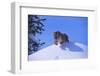 Bengal Tiger Jumping from Snowdrift-DLILLC-Framed Photographic Print