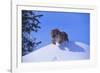 Bengal Tiger Jumping from Snowdrift-DLILLC-Framed Photographic Print