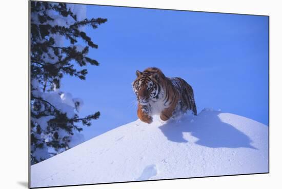 Bengal Tiger Jumping from Snowdrift-DLILLC-Mounted Photographic Print