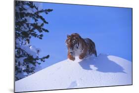 Bengal Tiger Jumping from Snowdrift-DLILLC-Mounted Photographic Print