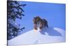 Bengal Tiger Jumping from Snowdrift-DLILLC-Stretched Canvas