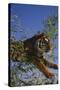 Bengal Tiger Jumping through Bushes-DLILLC-Stretched Canvas