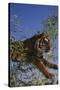 Bengal Tiger Jumping through Bushes-DLILLC-Stretched Canvas