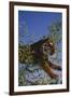 Bengal Tiger Jumping through Bushes-DLILLC-Framed Premium Photographic Print