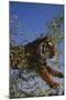 Bengal Tiger Jumping through Bushes-DLILLC-Mounted Premium Photographic Print