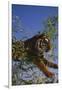 Bengal Tiger Jumping through Bushes-DLILLC-Framed Premium Photographic Print