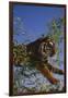 Bengal Tiger Jumping through Bushes-DLILLC-Framed Premium Photographic Print