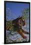Bengal Tiger Jumping through Bushes-DLILLC-Framed Premium Photographic Print