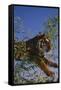 Bengal Tiger Jumping through Bushes-DLILLC-Framed Stretched Canvas