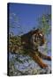 Bengal Tiger Jumping through Bushes-DLILLC-Stretched Canvas