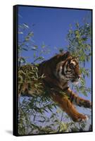 Bengal Tiger Jumping through Bushes-DLILLC-Framed Stretched Canvas