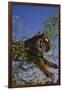 Bengal Tiger Jumping through Bushes-DLILLC-Framed Photographic Print