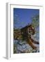 Bengal Tiger Jumping through Bushes-DLILLC-Framed Photographic Print